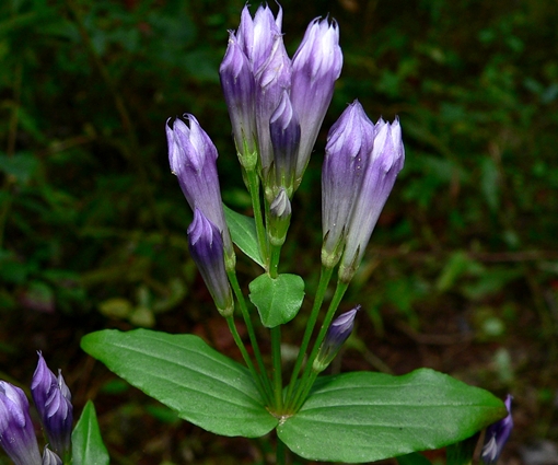{Gentianella quinquefolia}